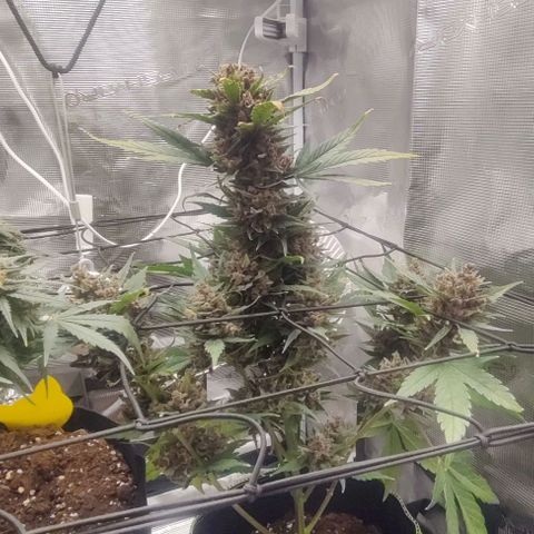 Banana Purple Punch Auto growlog timeline photo