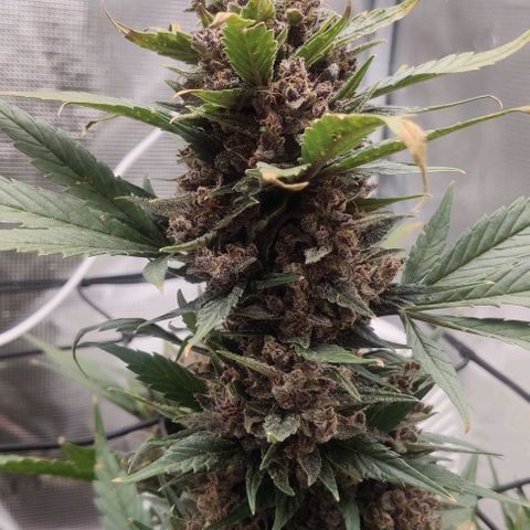 Banana Purple Punch Auto growlog timeline photo