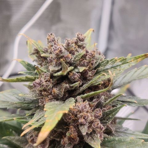 Banana Purple Punch Auto growlog timeline photo
