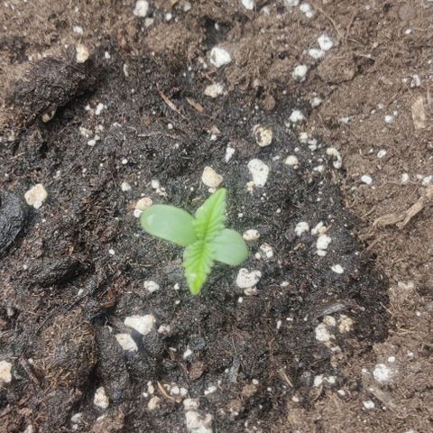 Cinderella growlog timeline photo