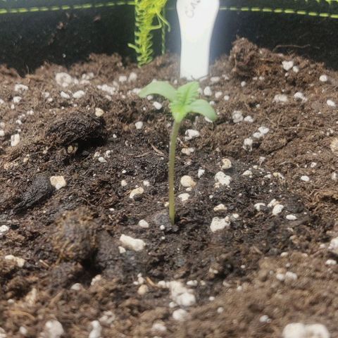 Cinderella growlog timeline photo