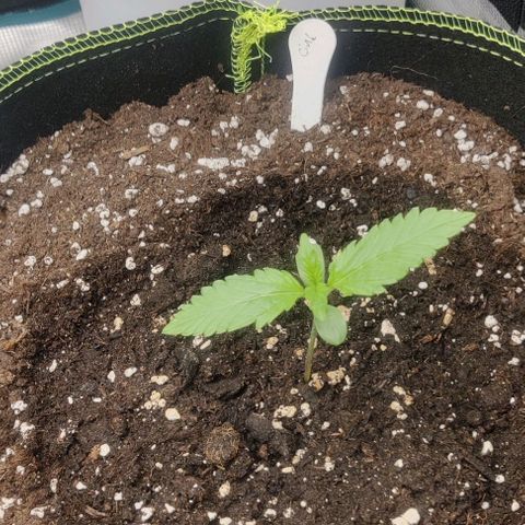 Cinderella growlog timeline photo