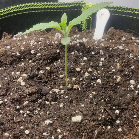 Cinderella growlog timeline photo