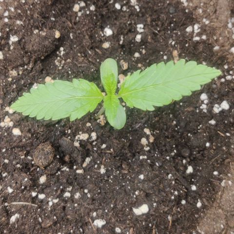 Cinderella growlog timeline photo