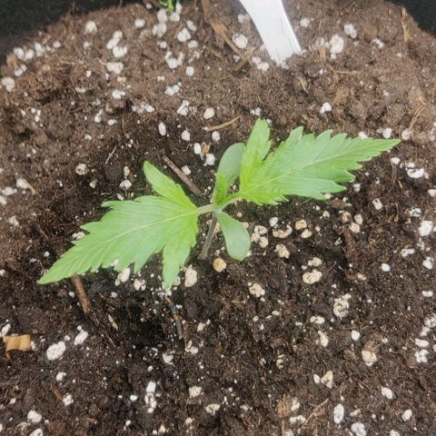 Gorilla Cookies Auto growlog timeline photo