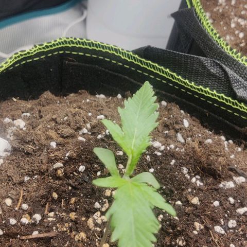 Gorilla Cookies Auto growlog timeline photo