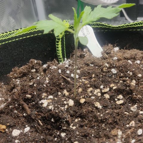 Gorilla Cookies Auto growlog timeline photo