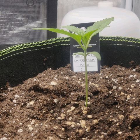 Cinderella growlog timeline photo