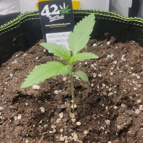 Cinderella growlog timeline photo