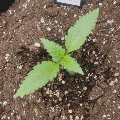 Cinderella growlog timeline photo