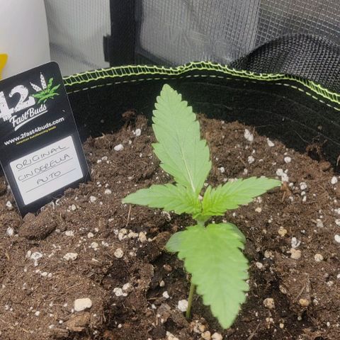 Cinderella growlog timeline photo