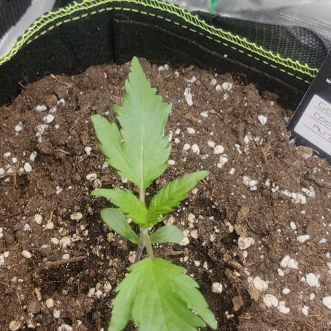 Gorilla Cookies Auto growlog timeline photo
