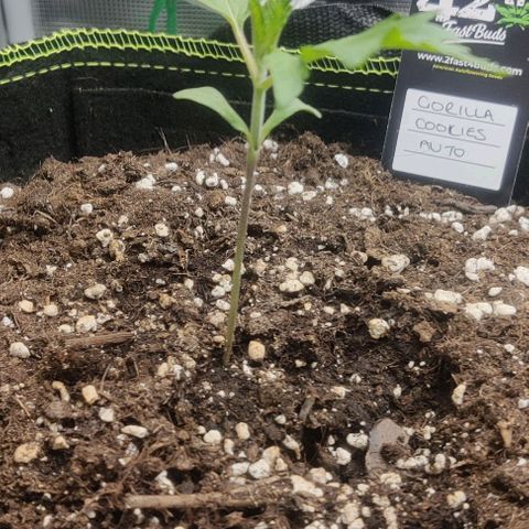 Gorilla Cookies Auto growlog timeline photo