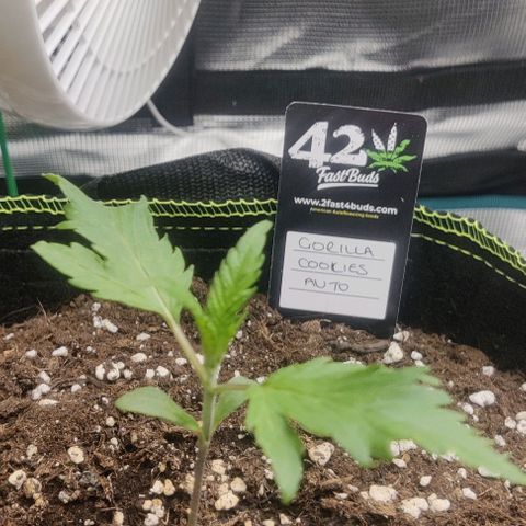 Gorilla Cookies Auto growlog timeline photo
