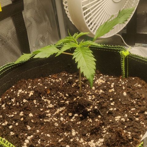 Gorilla Cookies Auto growlog timeline photo