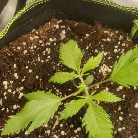 Gorilla Cookies Auto growlog timeline photo