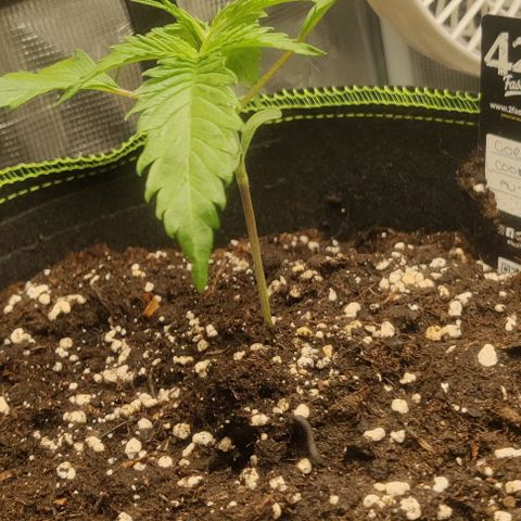 Gorilla Cookies Auto growlog timeline photo
