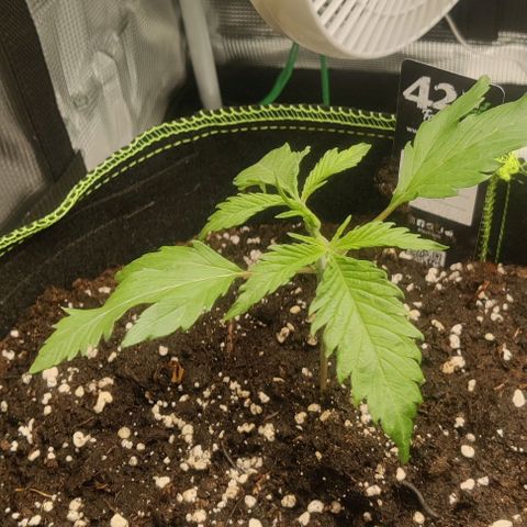 Gorilla Cookies Auto growlog timeline photo