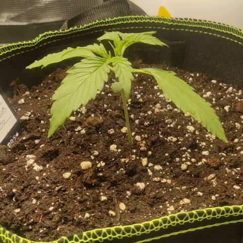 Cinderella growlog photo: Day 17