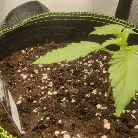 Cinderella growlog photo: Day 17