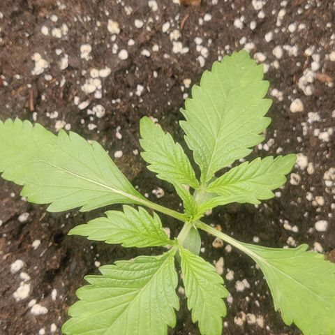 Cinderella growlog photo: Day 17