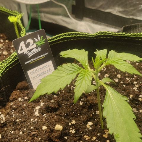 Cinderella growlog photo: Day 17