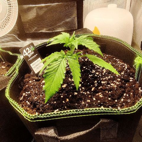 Cinderella growlog timeline photo