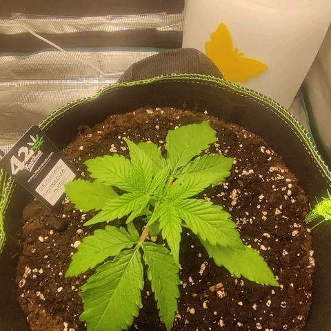 Cinderella growlog timeline photo