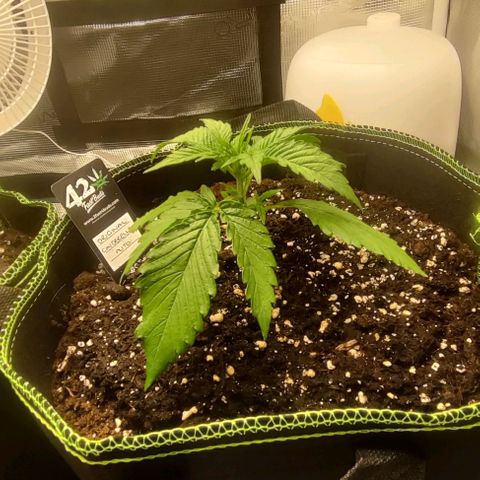 Cinderella growlog timeline photo