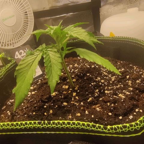 Cinderella growlog timeline photo