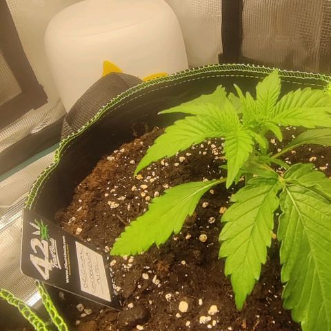 Cinderella growlog timeline photo