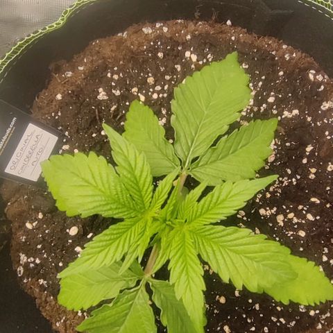 Cinderella growlog timeline photo