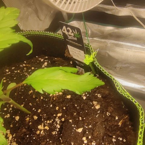 Gorilla Cookies Auto growlog timeline photo