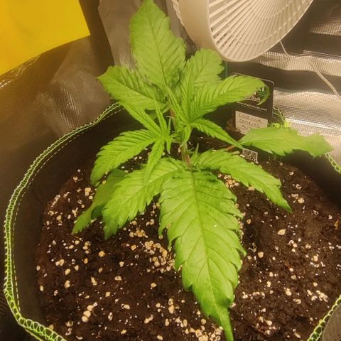 Gorilla Cookies Auto growlog timeline photo