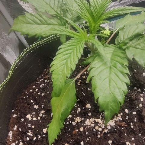 Gorilla Cookies Auto growlog timeline photo