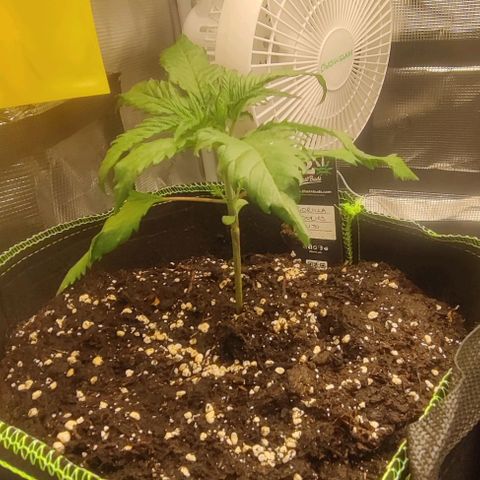 Gorilla Cookies Auto growlog timeline photo