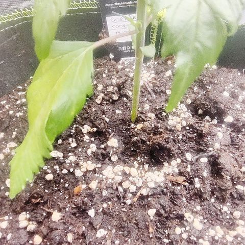 Gorilla Cookies Auto growlog timeline photo