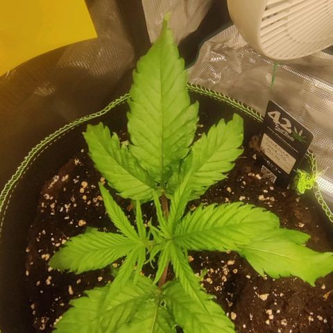Gorilla Cookies Auto growlog timeline photo
