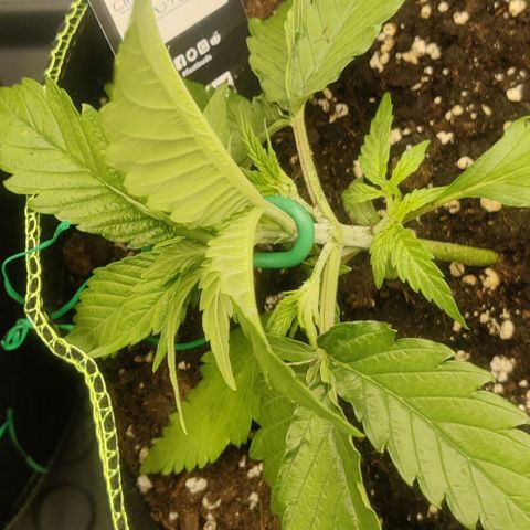 Cinderella growlog timeline photo
