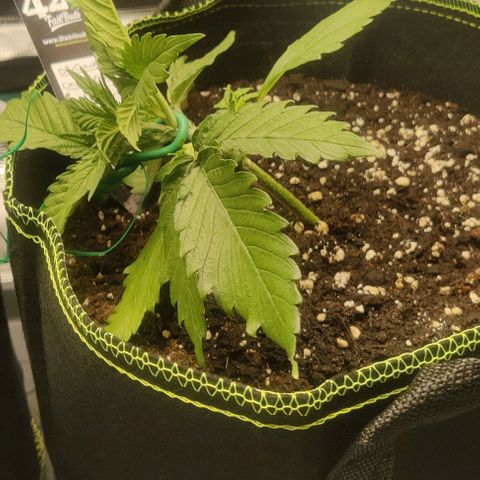 Cinderella growlog timeline photo