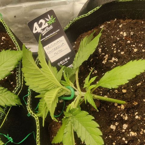 Cinderella growlog timeline photo