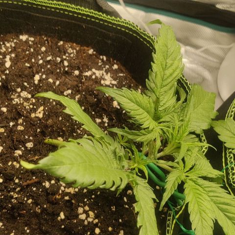 Gorilla Cookies Auto growlog timeline photo