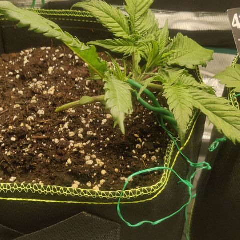 Gorilla Cookies Auto growlog timeline photo