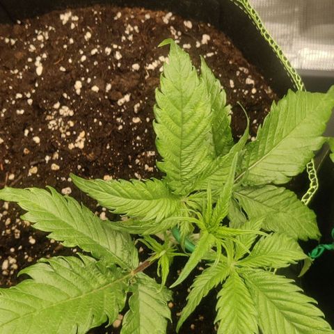 Gorilla Cookies Auto growlog timeline photo
