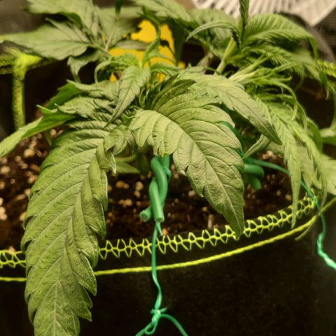Gorilla Cookies Auto growlog timeline photo