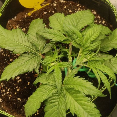 Gorilla Cookies Auto growlog timeline photo