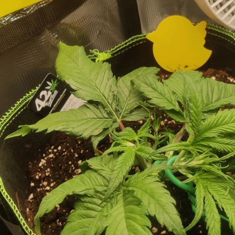 Gorilla Cookies Auto growlog timeline photo