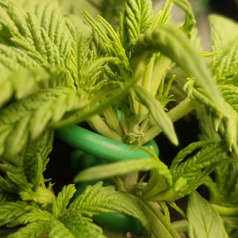 Cinderella growlog timeline photo