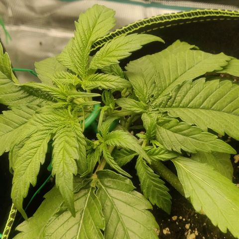 Cinderella growlog timeline photo