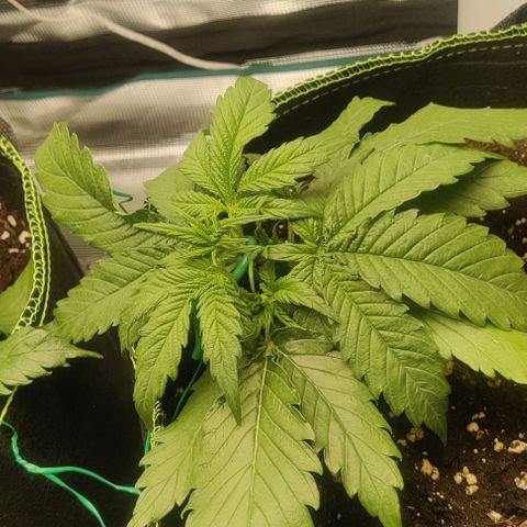 Cinderella growlog timeline photo